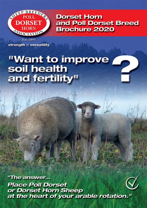 News Dorset Horn And Poll Dorset Sheep Breeders Association Dorset Sheep