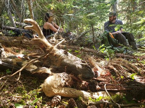 Dangerous Difficult And Disgusting — Tracking Cougar Kills Gives Insights Into The Big Cats