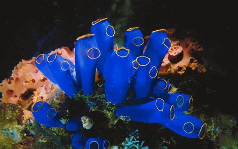 List Of Philippine Coral Reefs Usa Today