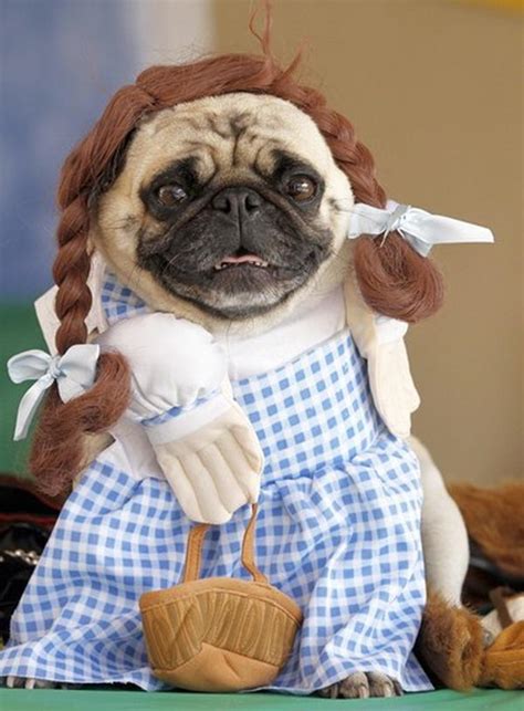 My hair was 6 inches past my shoulders. 20 Cool Pet Costumes for Halloween - Hative