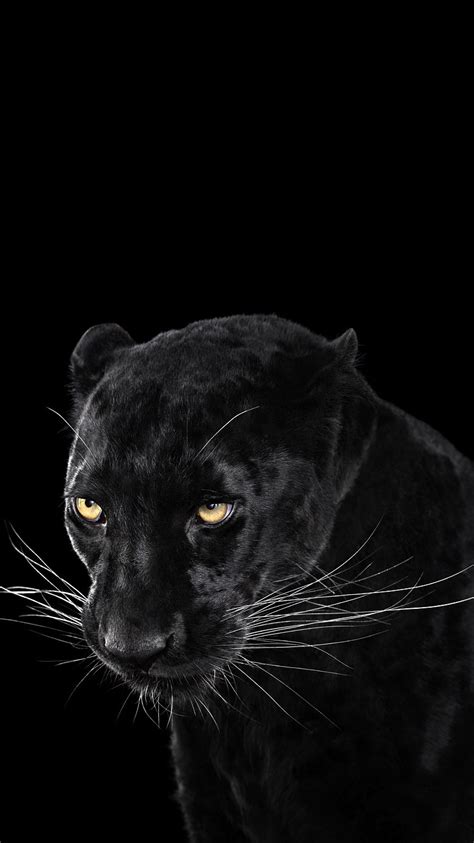 Easily change the background of your tv monitor, laptop, mobile phone, pc or desktop computer in no time. Black-Panther-Wallpaper-iPhone-Wallpaper - iPhone Wallpapers