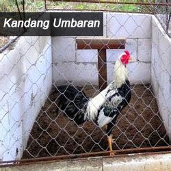 Kandang ini dikhususkan bagi anak ayam yang baru menetas. Jenis Kandang Ayam Bangkok, Ukuran, dan Cara Membuatnya