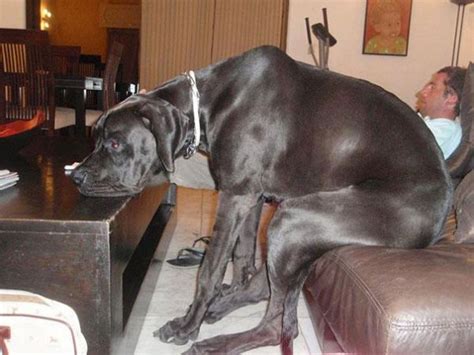Cats And Dogs Losing The Battle Against Human Furniture