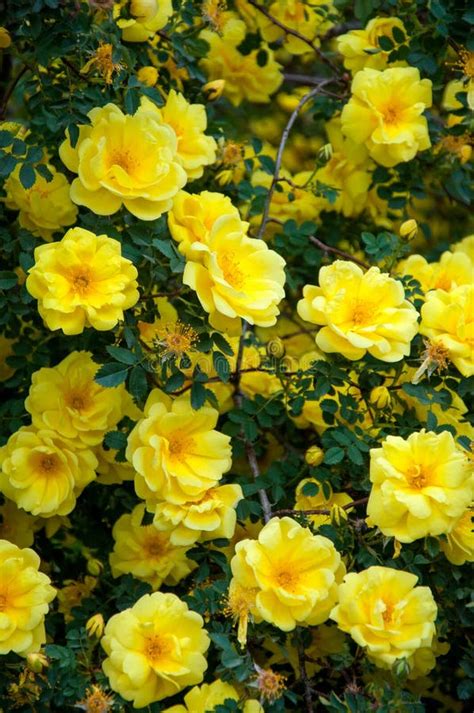Bright Lights Of Yellow Spray Roses Stock Photo Image Of Fragrant