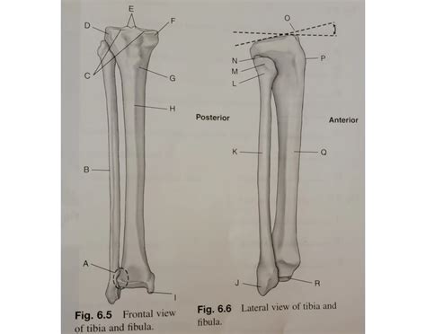 Frontlateral View Tibfib Anatomy — Printable Worksheet