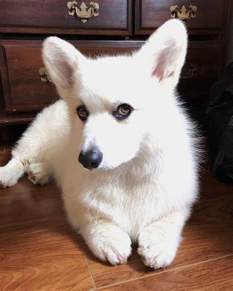 /r/corgi only allows sharing from popular image hosting sites. White Corgi Puppies Sale