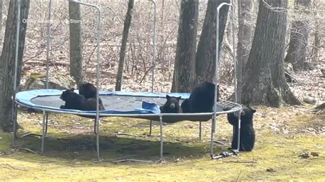 Watch Group Of Bears Merrily Plays On Womans Backyard Trampoline In