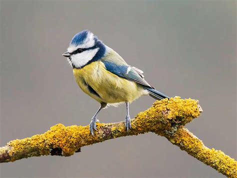 Males have a dark head, upper body and tail; 19 common British birds in your garden | lovethegarden