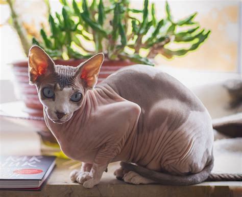 Why Do Hairless Cats Exist Vet Reviewed Breeds Origin And Care Tips