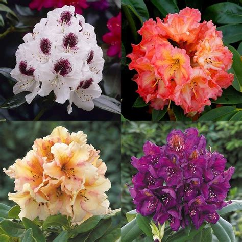 Large Flowered Rhododendron Collection Evergreen Rhododendron Shrubs