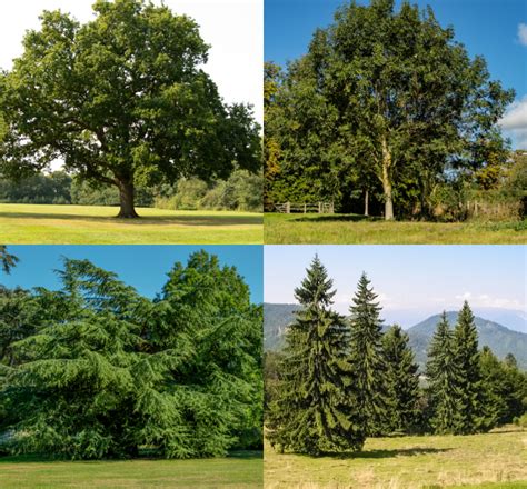 Whats The Difference Between Deciduous And Coniferous Trees Directree