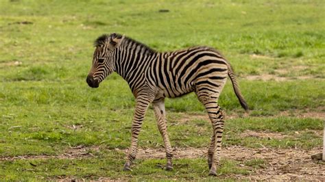 Baby Zebra Arrives At National Zoo The Canberra Times Canberra Act