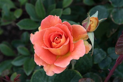 Pink Orange Rose Bloom With Bud Free Stock Photo Public Domain Pictures