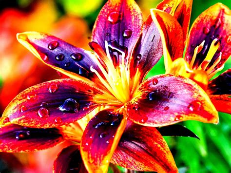 Lilies Nature Colorful Flowers High Contrast Hd Wallpaper