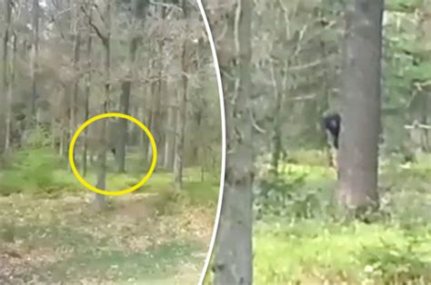 bigfoot sighting terrifying video shows monster watching youths from forest daily star