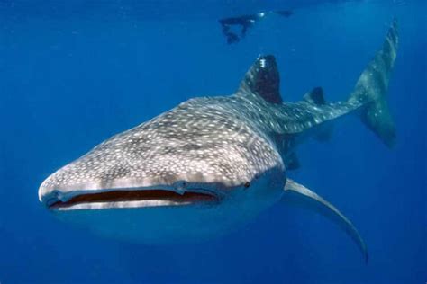 Great Barrier Reef Whale Shark Tracked For 12 Months Dive Magazine