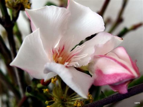 As soon as you have found and added javier to your camp, you will be able to take on his quest to find an oleander plant. Oleander erfroren? - Garten: Gartenforum.de