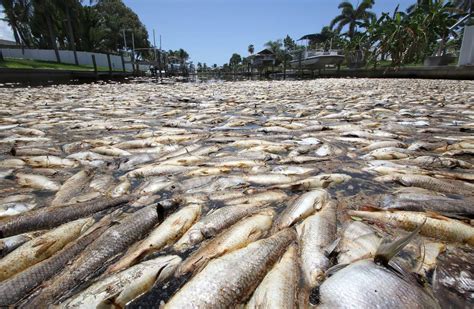 Floridas Red Tide Stings Tourist Industry Wsj