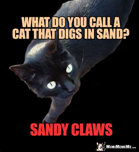 Funny Cat Riddles Classic Kitty Jokes Catty Q And A Humor