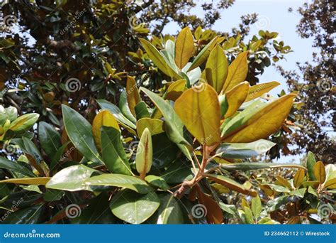 White Magnolia Flowers With Waxy Leaves On A Tree Under Sunlight Stock