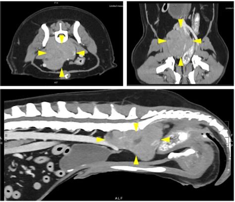 Diagnosis And Management Of Canine Anal Sac Adenocarcinomas