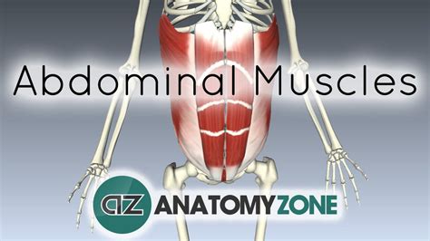 They work together to flex the spine forward and sideways, rotate the spine, and compress the abdomen. Muscles of the Anterior Abdominal Wall • Muscular, Musculoskeletal • AnatomyZone