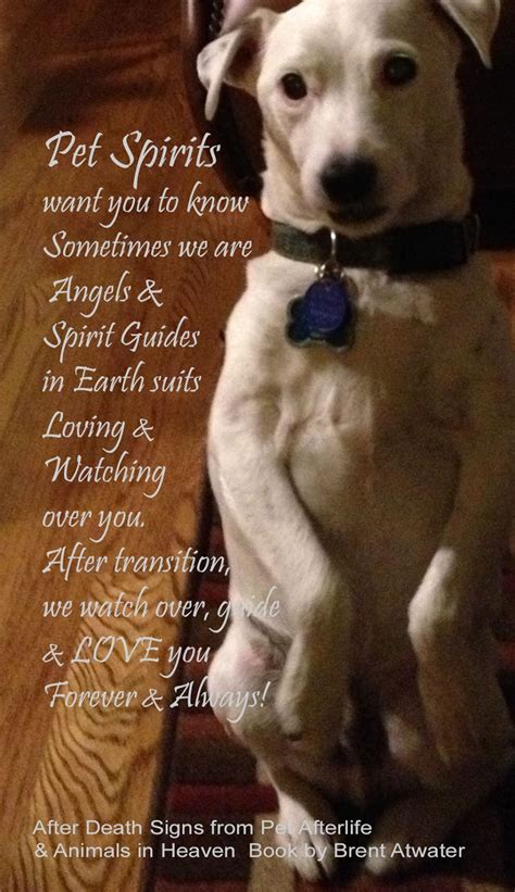 Daily Pet Loss Inspirational Quotes From Pet Spirits Angels And