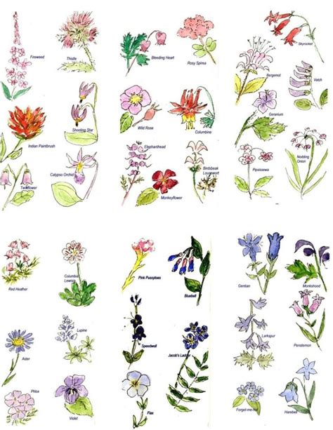 How Types Of Wildflowers With Names Is Going To Change Your Business