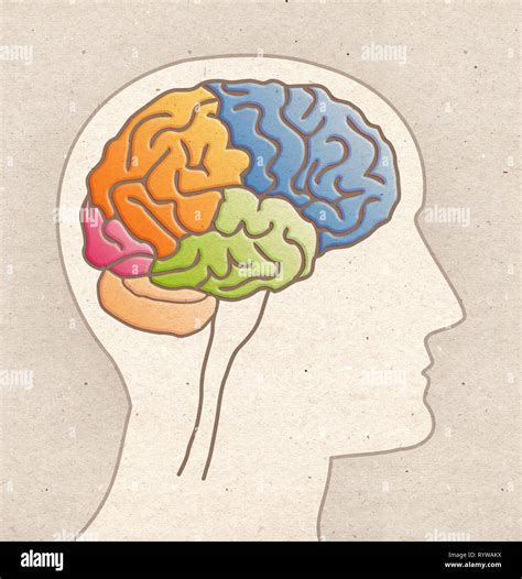 Dibujo De Anatomía Humana Perfil Cabeza Con Los Lóbulos Cerebrales