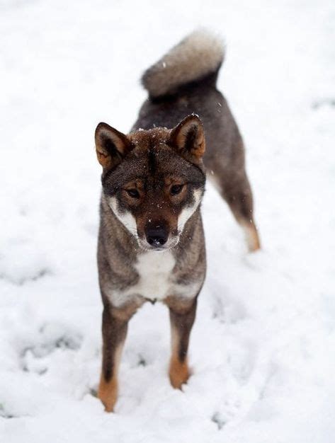 Shikoku Dog Breed Info Pictures And Traits In 2020 With Images Dog