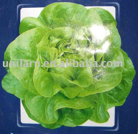 italian cream lettuce china yeahmei price supplier 21food
