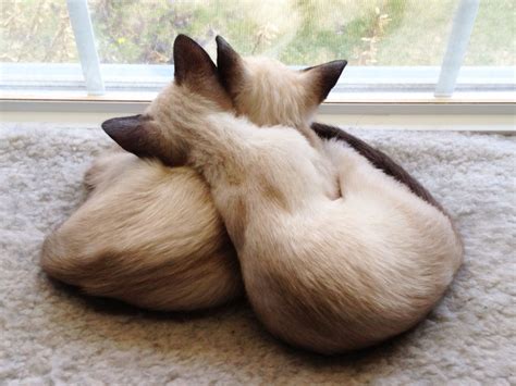 My Favorite Picture Of Sasha And Bella Cats Siamese Cats Cute Cats