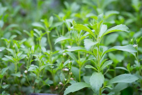 How To Plant Grow And Harvest Stevia Harvest To Table