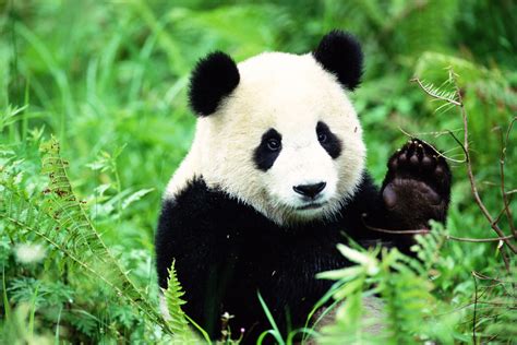 Deux Pandas Géants Sèment Le Trouble En Belgique