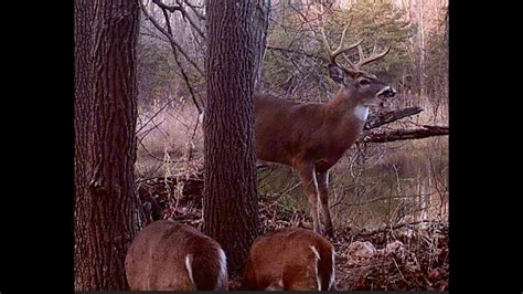 Maryland Wildlife At The Trail Cam Youtube