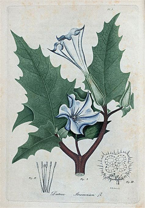 Datura Stramonium Thorn Apple Nypl Digital Collections