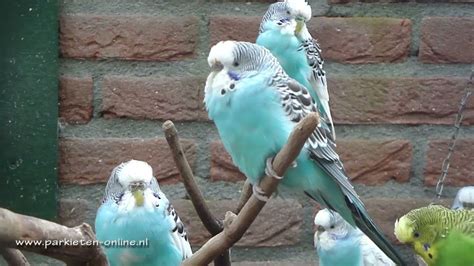 Aviarybirds Budgerigars Parakeets Budgies Parkieten Geluiden