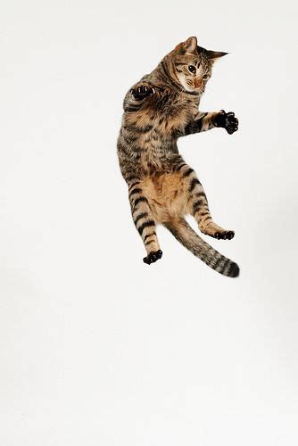 Akimasa Harada Flickr Cute Cats Funny Cats Funny Animal Animals