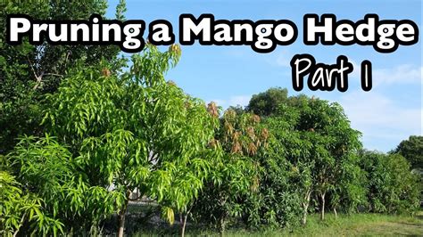 Pruning A Mango Tree Hedge Part 1 Youtube