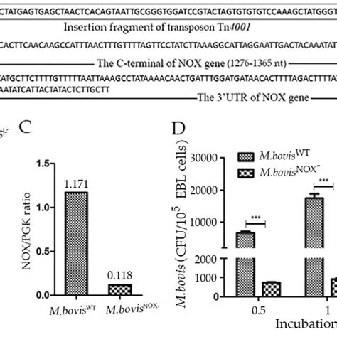 Adhesion Of M Bovis Nox To Ebl Cells A The Result Of Sequencing