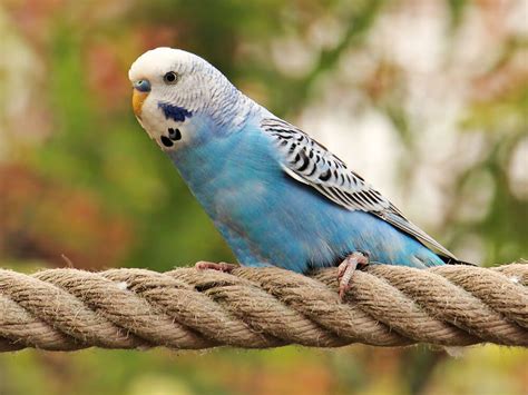 Everything You Need To Know About Having Budgies As Pets Uk Pets