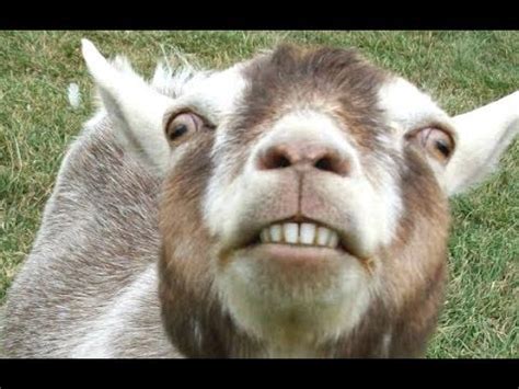 Weitere ideen zu meme bilder, meme lustig, lustige bilder. Top 10 Funny Goat Videos - Funniest Goats BEST OF | Doovi