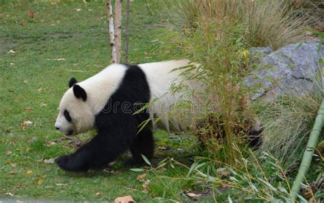A Panda Bear Walks In Its Territory Stock Photo Image Of Trees Panda