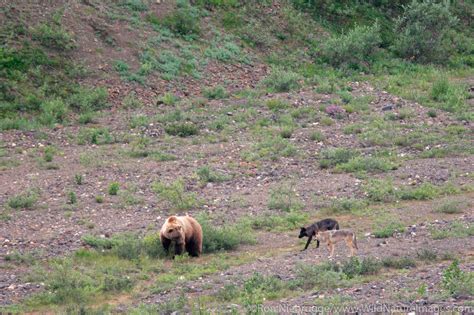 Grizzly Wolf Faceoff Denali National Park Alaska Ron Niebrugge