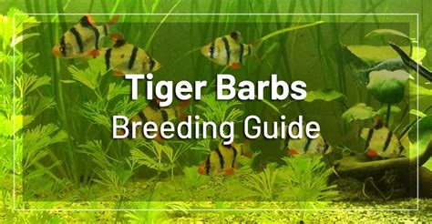 How To Breed Tiger Barbs Beginners Guide To Breeding Tiger Barb Fish