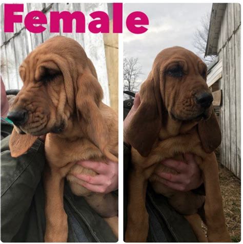 We are located near a little, little town called macy, indiana. Bloodhound Puppies For Sale | Carlisle, KY #316711