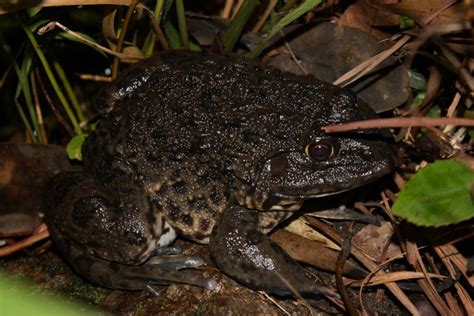 Chinese Bullfrog Hoplobatrachus Rugulosus 虎紋蛙田雞 Flickr