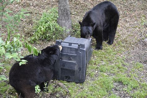 Fwc Arrests 9 For Conspiracy Animal Cruelty Bear Baiting Violations