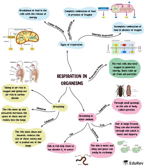 Mindmap Respiration In Organisms Notes Edurev