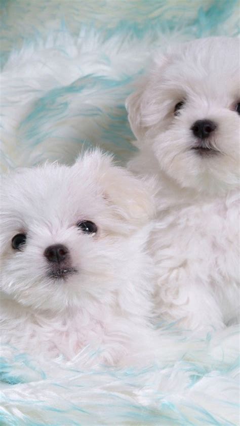 White Teacup Puppy Wallpaper Pets Lovers